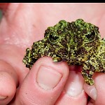 Vietnamease mossy frog